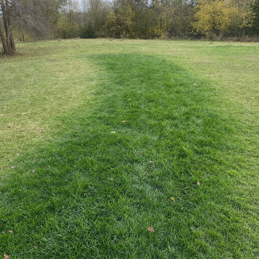 A soggy, unusually green patch of lawn over the drain field of a Elmhurst home, a sign the septic tank needs pumping
